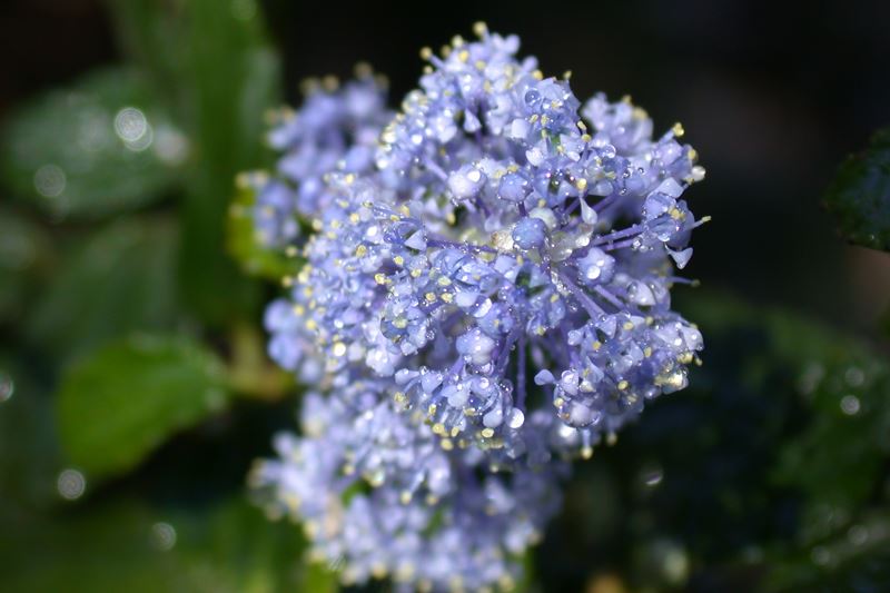 California lilac 2003