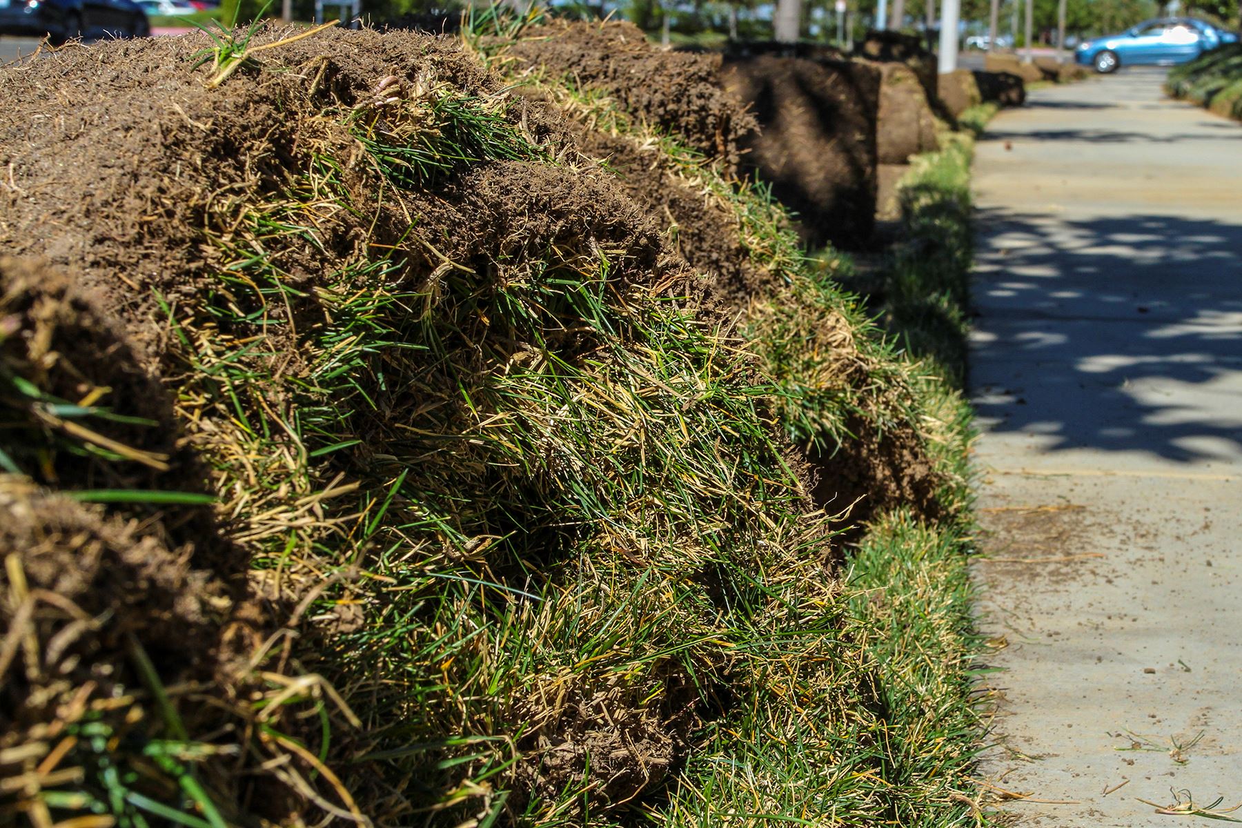 TurfRemoval_Sidewalk_201602_0025