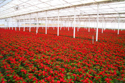 Altman Specialty Plants